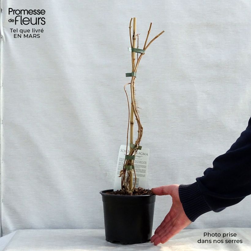 Esimerkki keväällä toimitetusta Schizophragma fauriei Pot de 2L/3L-taimesta