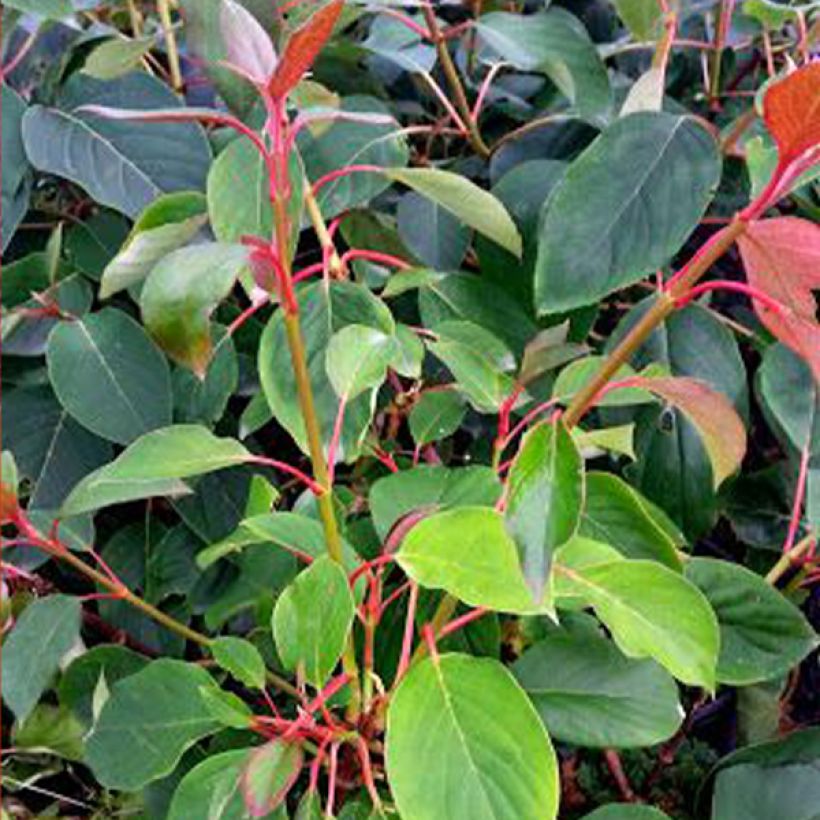 Herttahortensia Red Rhapsody MonLaBaHe (Lehvistö)