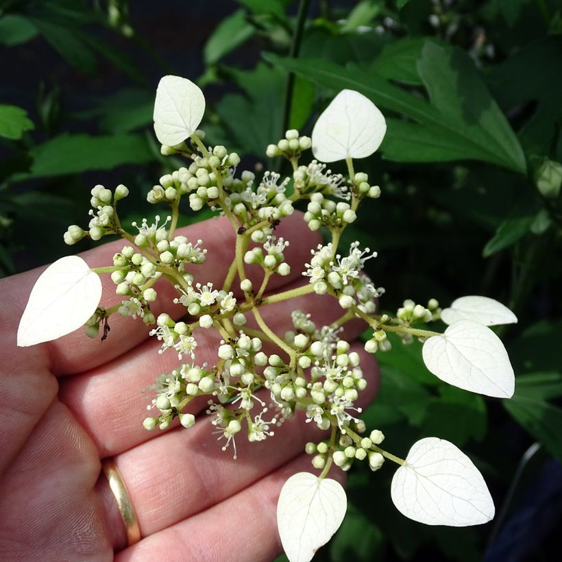 Herttahortensia - Schizophragma hydrangeoides (Kukinta)