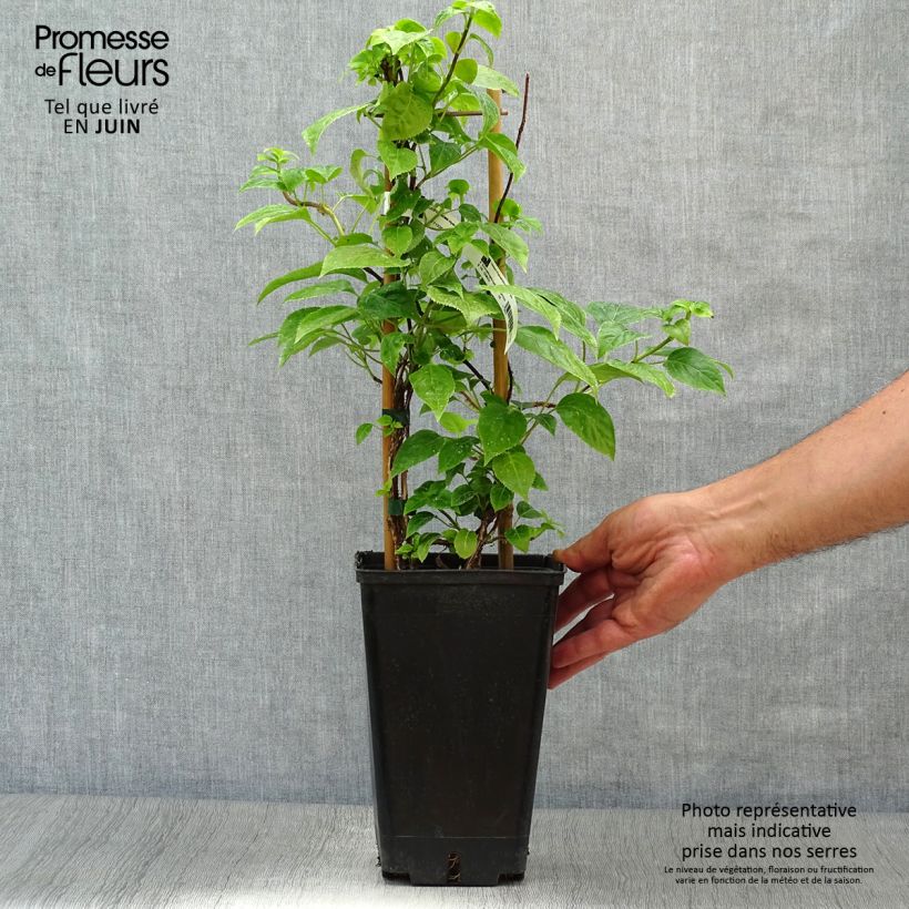 Esimerkki kesällä toimitetusta Herttahortensia - Schizophragma hydrangeoides Ruukku 2L / 3L-taimesta