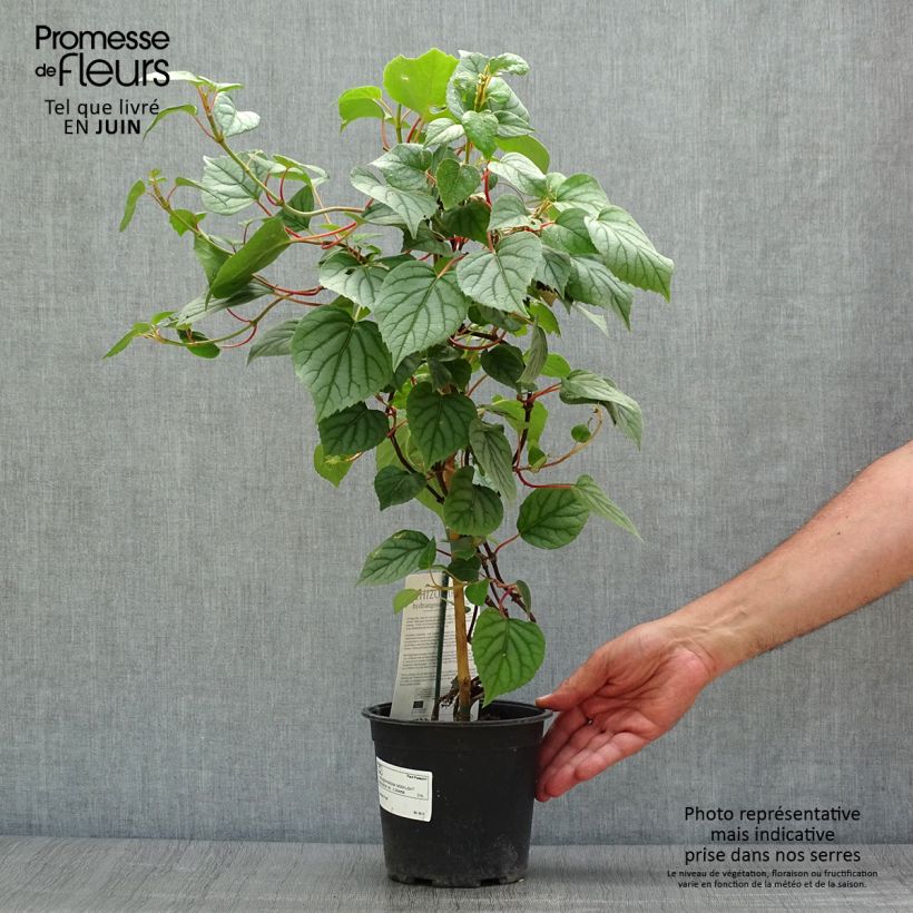 Esimerkki kesällä toimitetusta Herttahortensia Moonlight Ruukku 2L / 3L-taimesta