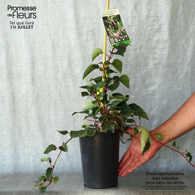 Esimerkki kesällä toimitetusta Herttahortensia Rose Sensation Ruukku 2L / 3L-taimesta