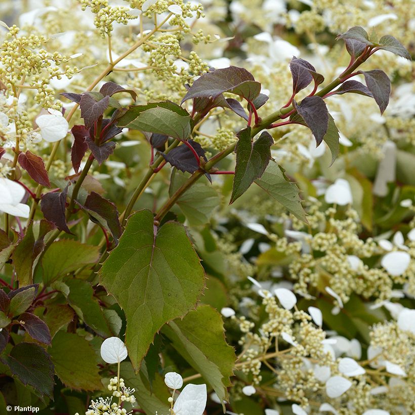 Herttahortensia Snow Sensation (Lehvistö)