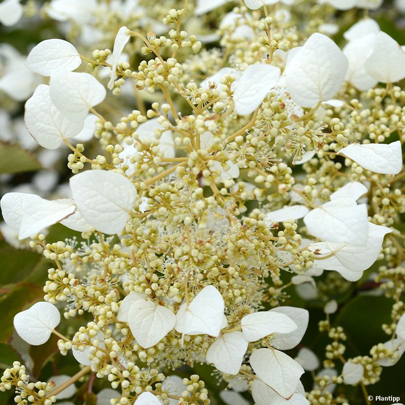 Herttahortensia Snow Sensation (Kukinta)