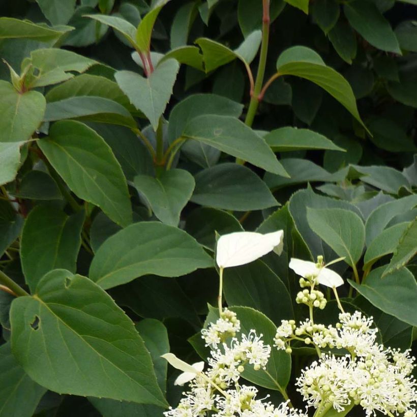 Herttahortensia Windmills (Lehvistö)