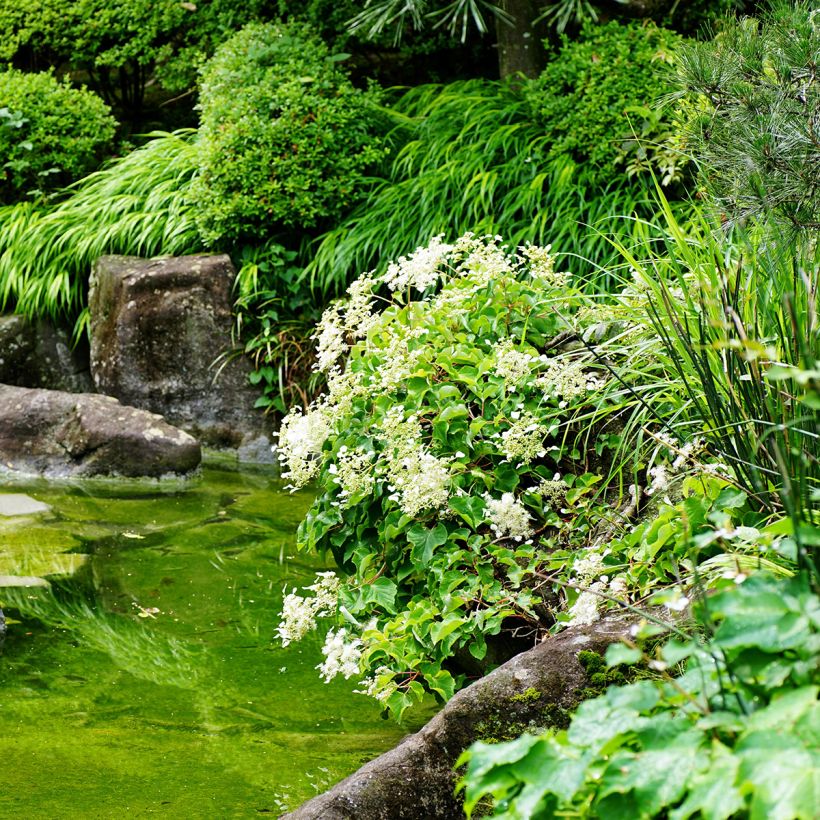 Herttahortensia - Schizophragma hydrangeoides (Kasvutapa)