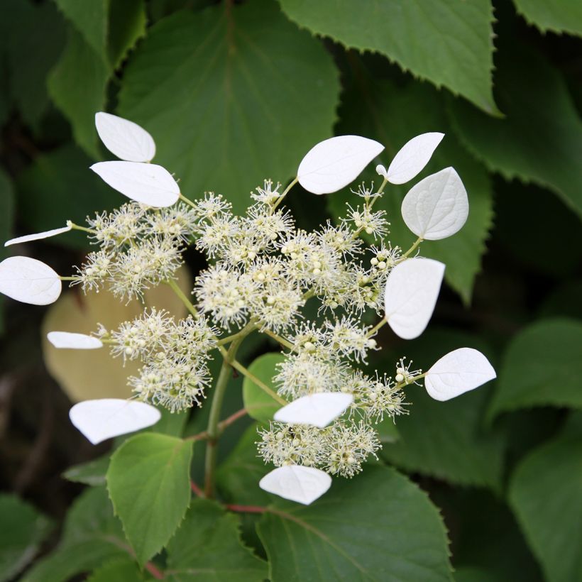 Herttahortensia - Schizophragma integrifolia (Kukinta)