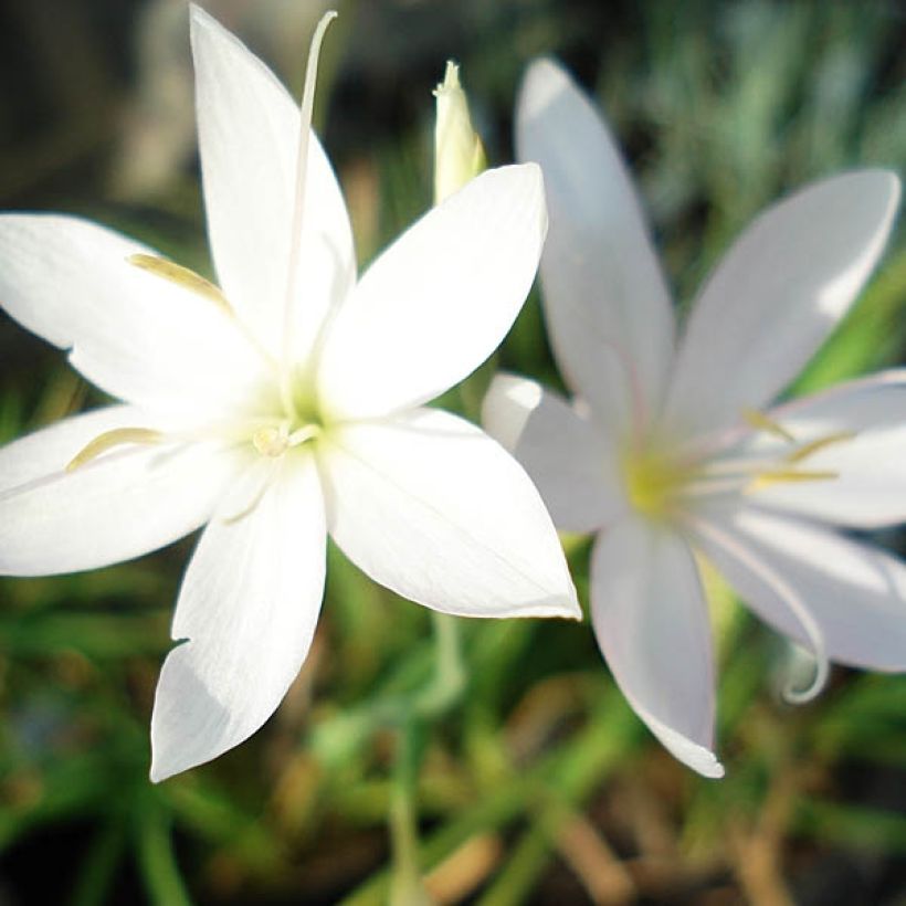 Schizostylis coccinea Alba Lis des Cafres (Kukinta)