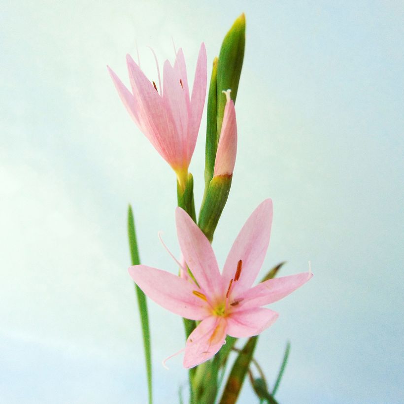 Schizostylis coccinea Mrs Hegarty (Kukinta)