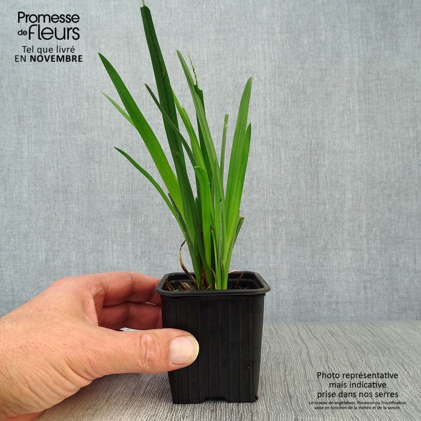 Esimerkki syksyllä toimitetusta Schizostylis coccinea Mrs Hegarty 8/9 cm taimiruukku-taimesta