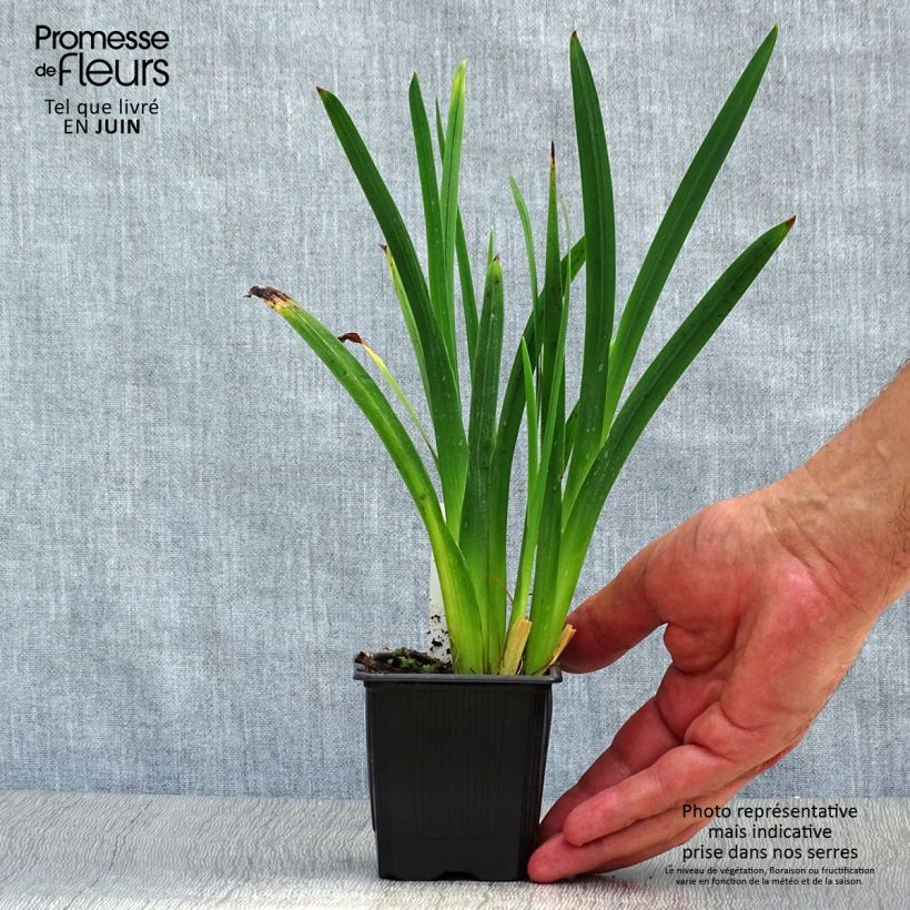Esimerkki kesällä toimitetusta Schizostylis coccinea Mrs Hegarty Godet de 8/9 cm-taimesta