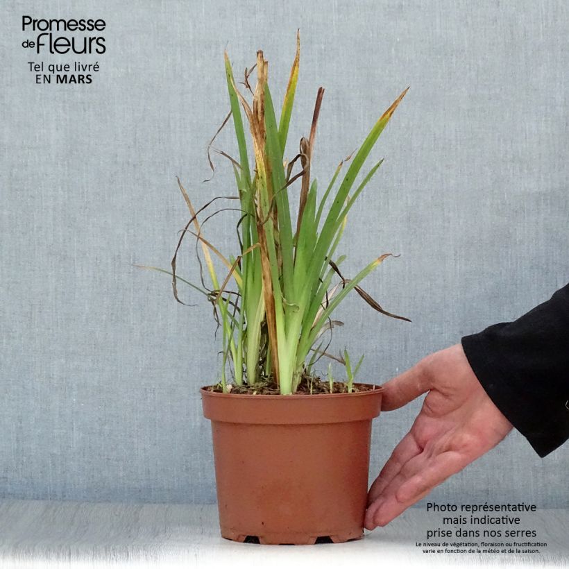 Esimerkki keväällä toimitetusta Schizostylis coccinea Mrs Hegarty Pot de 2L/3L-taimesta