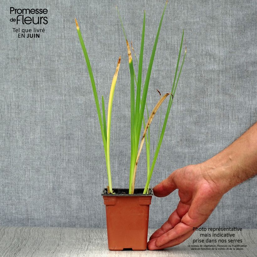 Esimerkki kesällä toimitetusta Schizostylis coccinea Alba Lis des Cafres Taimiruukku 7/8 cm-taimesta