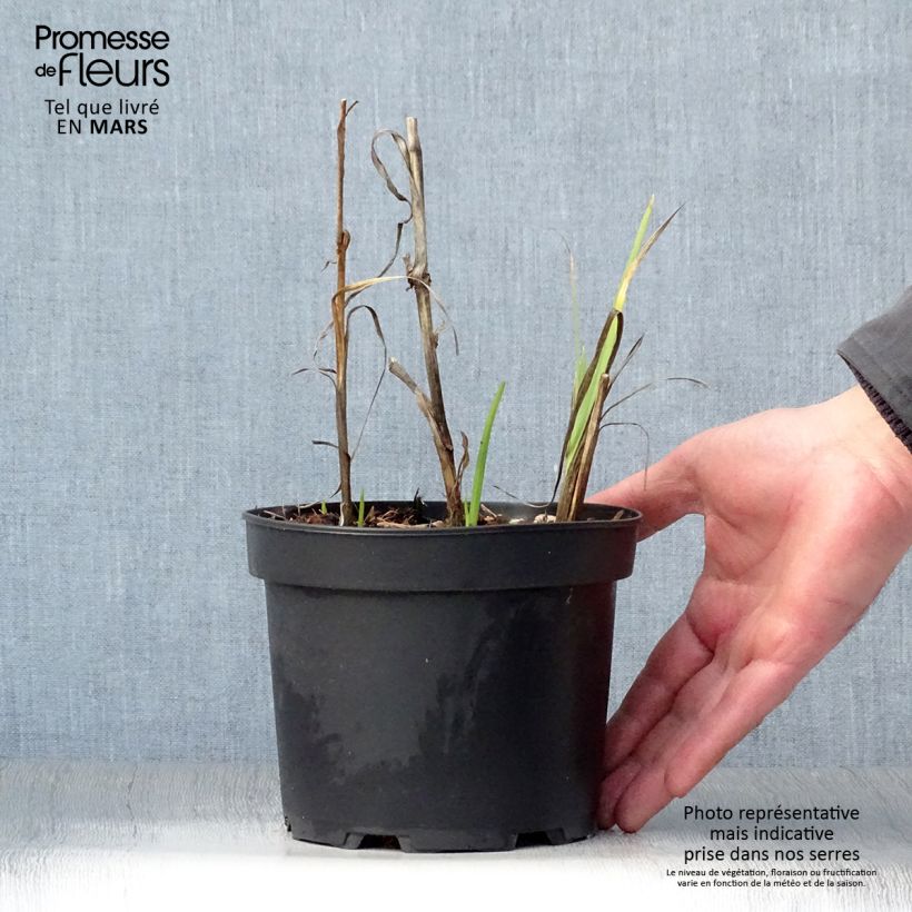Esimerkki keväällä toimitetusta Schizostylis coccinea Alba Lis des Cafres Ruukku 2L / 3L-taimesta