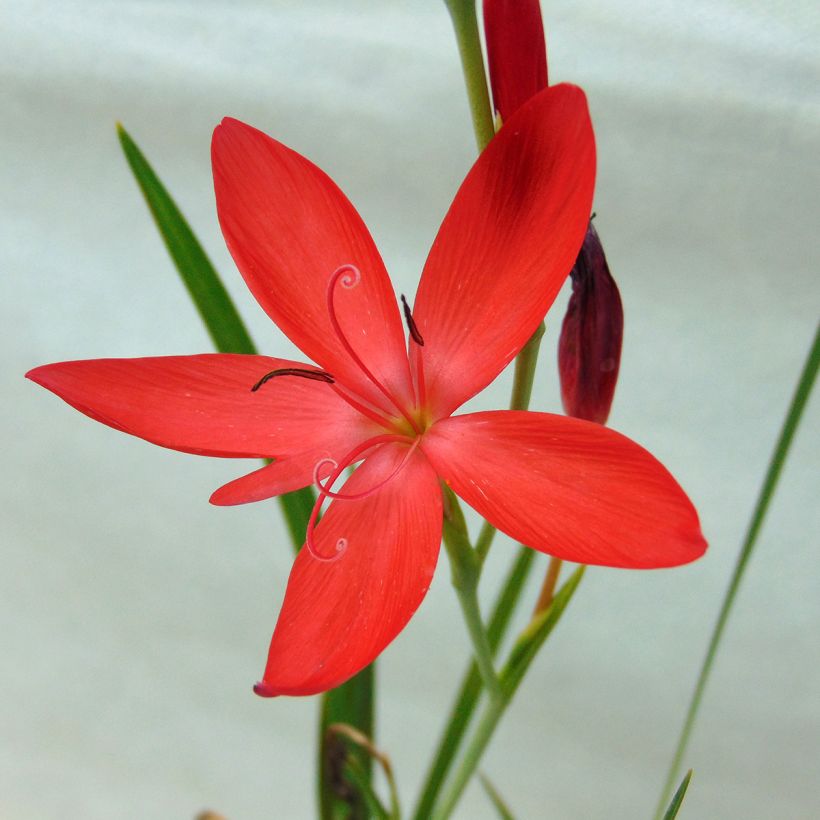 Schizostylis coccinea Major Lis des Cafres (Kukinta)