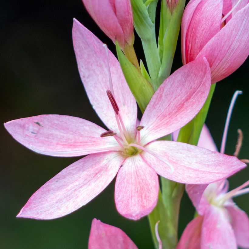 Schizostylis coccinea Rosea (Kukinta)