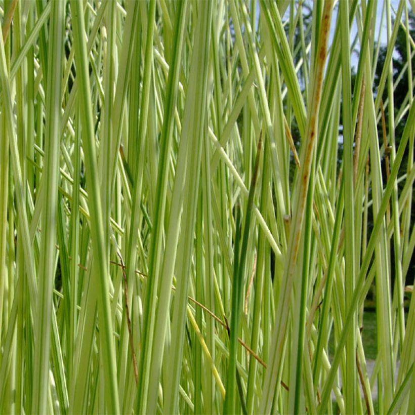 Sinikaisla Albescens (Lehvistö)