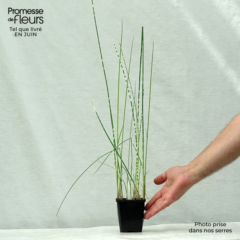 Esimerkki kesällä toimitetusta Schoenoplectus lacustris subsp tabernaemontani Zebrinus Godet de 8/9 cm-taimesta