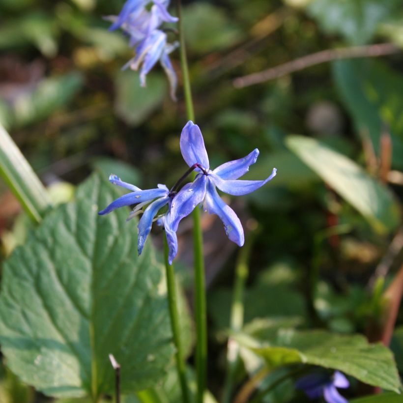 Idänsinililja - Scilla siberica (Kukinta)