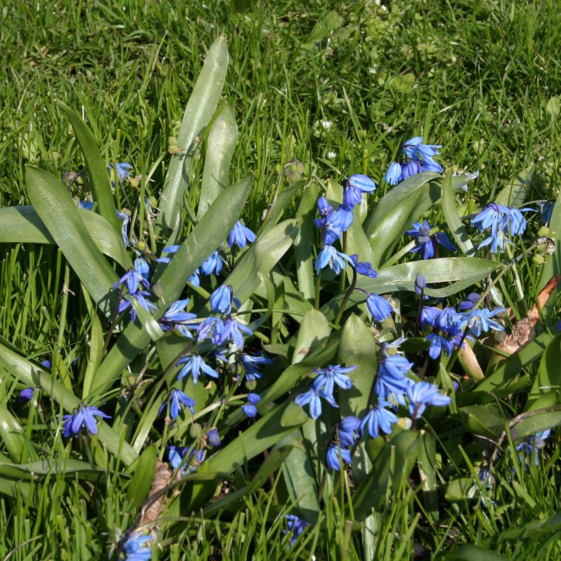 Idänsinililja - Scilla siberica (Kasvutapa)