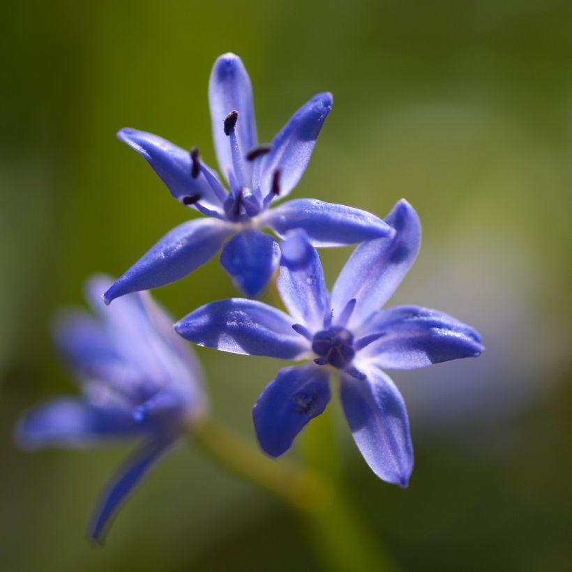 Pikkusinililja - Scilla bifolia (Flowering)
