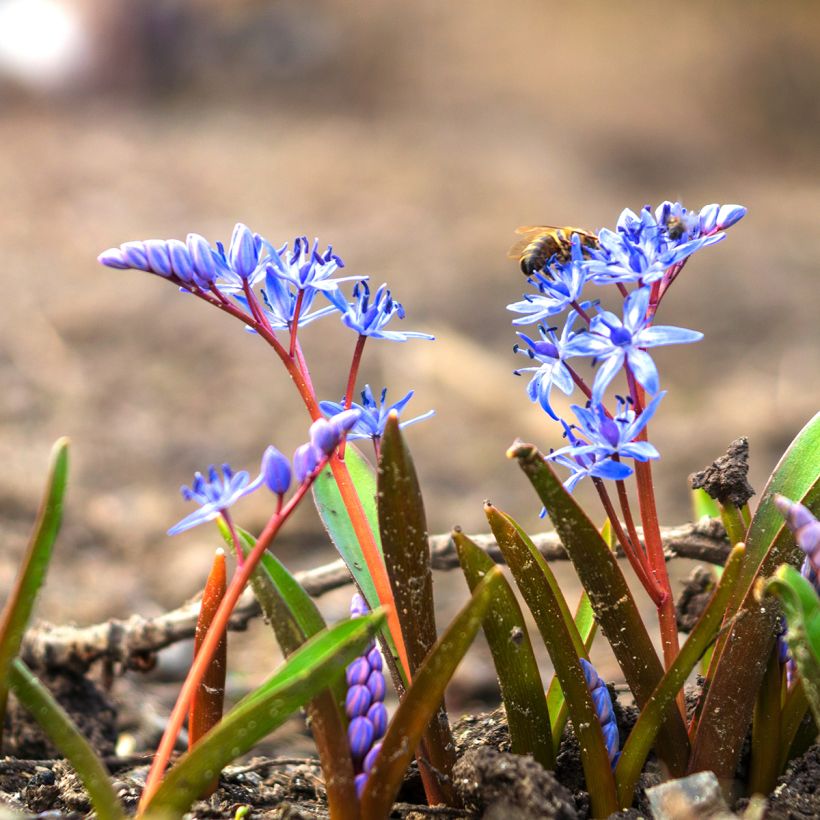 Pikkusinililja - Scilla bifolia (Plant habit)