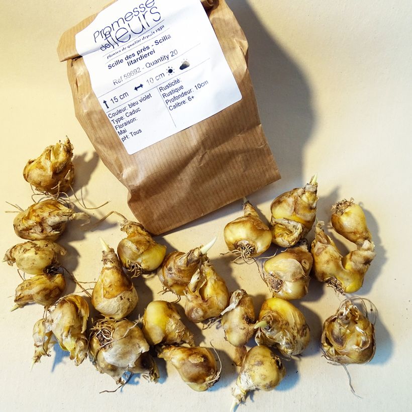 Esimerkki toimitetusta Unkarinsinililja - Scilla litardierei Sipuli size 6+-taimesta