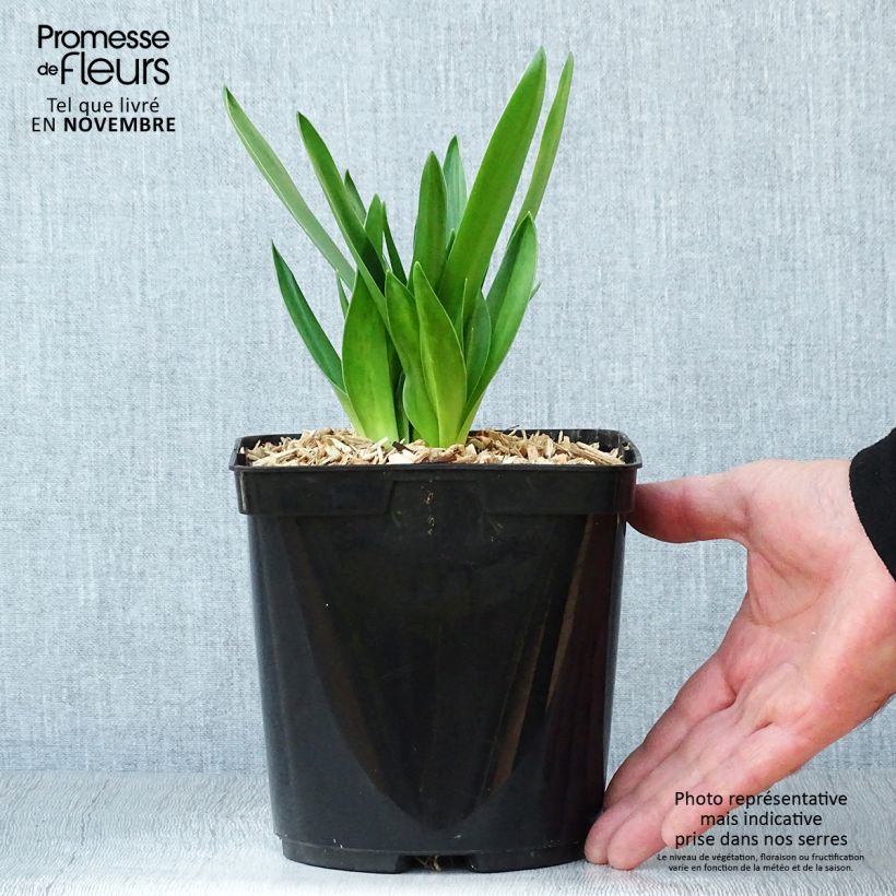 Esimerkki syksyllä toimitetusta Isosinililja - Scilla peruviana 2 litran/3 litran ruukku-taimesta