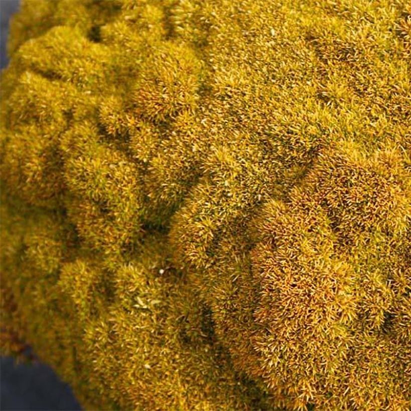 Scleranthus uniflorus Bronze (Lehvistö)
