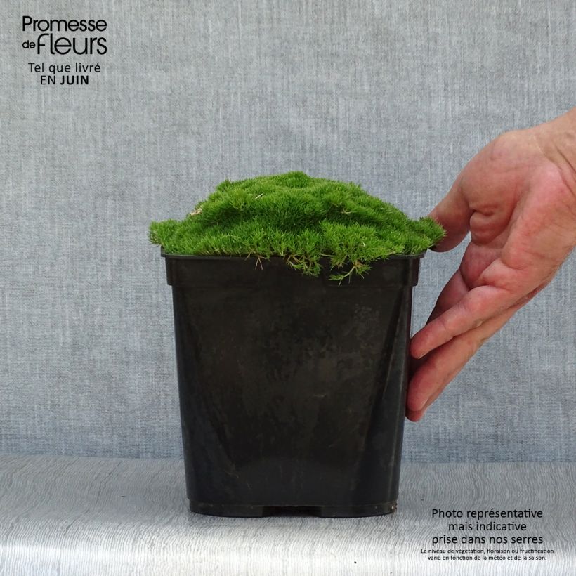 Esimerkki kesällä toimitetusta Scleranthus uniflorus Pot de 3L/4L-taimesta