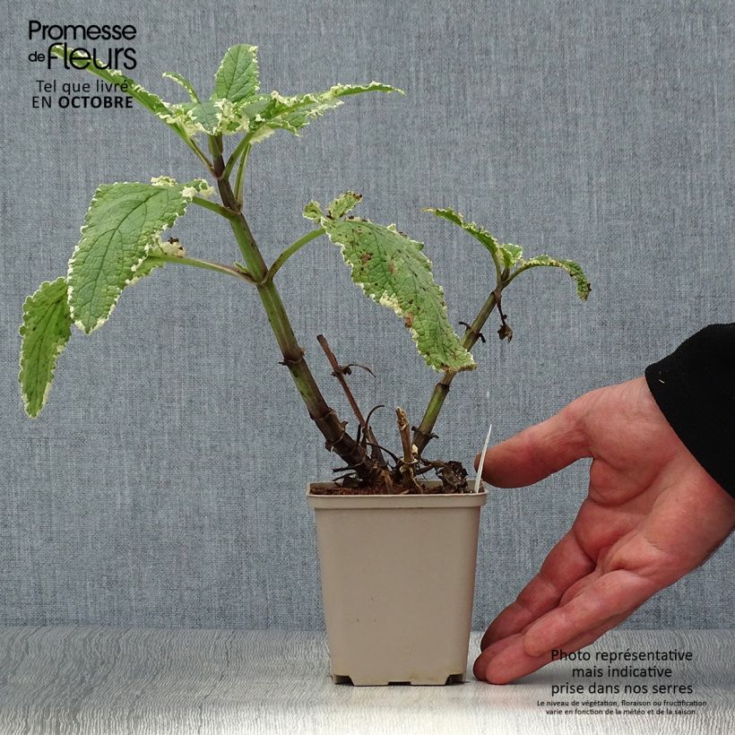 Esimerkki syksyllä toimitetusta Rantasyyläjuuri Variegata 8/9 cm taimiruukku-taimesta