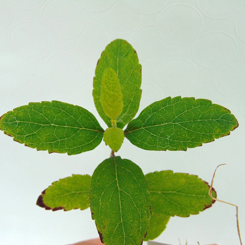 Hopeavuohennokka - Scutellaria incana (Lehvistö)