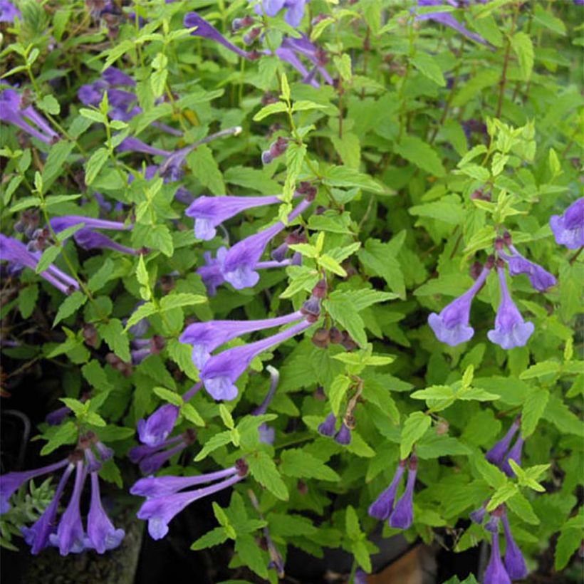 Vuohennokka - Scutellaria scordiifolia (Kukinta)