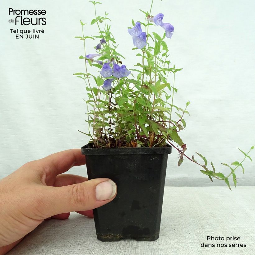 Esimerkki kesällä toimitetusta Vuohennokka - Scutellaria scordiifolia Godet de 8/9 cm-taimesta