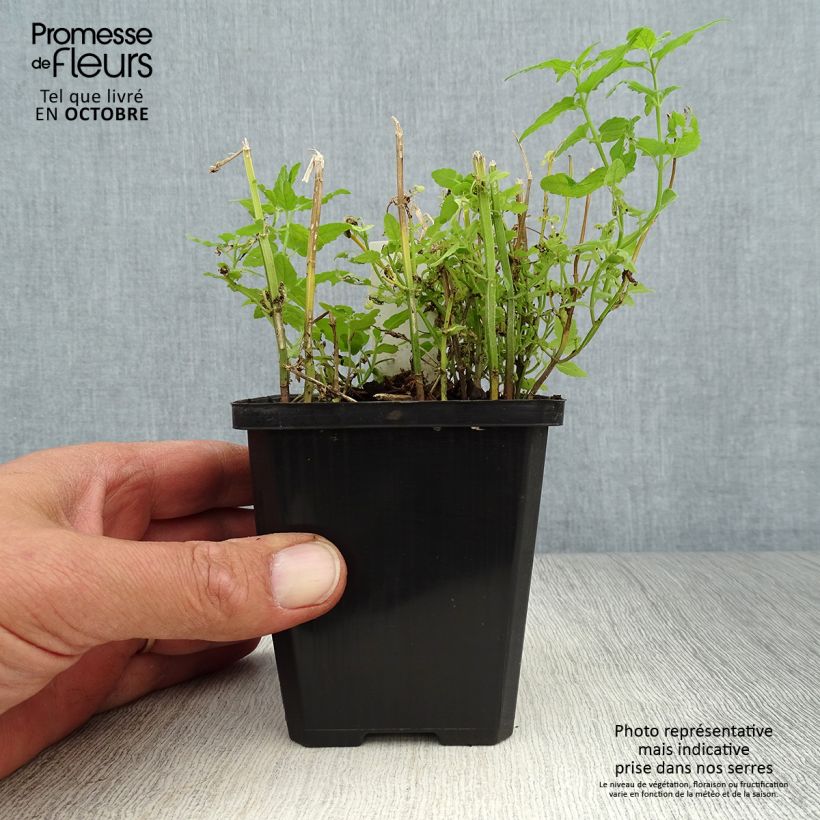 Esimerkki syksyllä toimitetusta Vuohennokka - Scutellaria scordiifolia 8/9 cm taimiruukku-taimesta