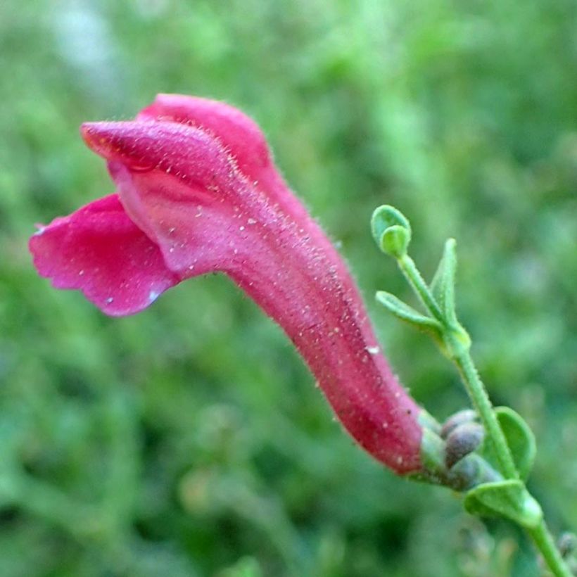 Vuohennokka - Scutellaria suffrutescens (Kukinta)