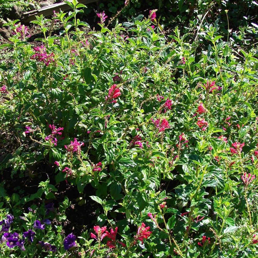 Vuohennokka - Scutellaria suffrutescens (Kasvutapa)