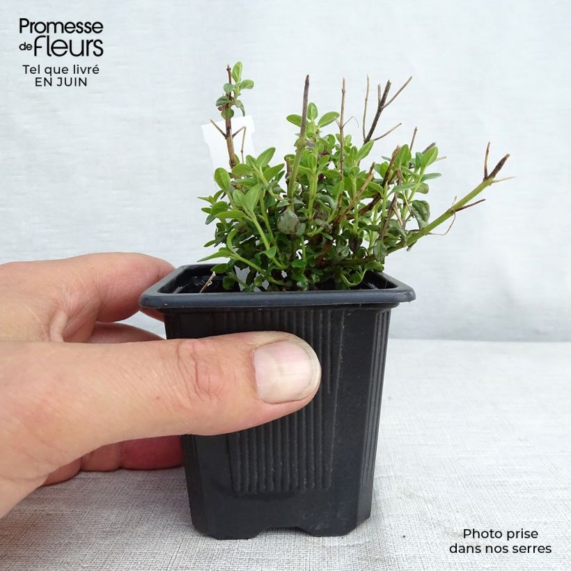Esimerkki kesällä toimitetusta Vuohennokka - Scutellaria suffrutescens Godet de 8/9 cm-taimesta