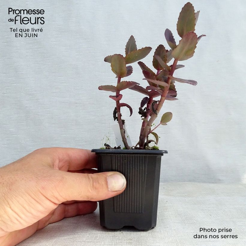 Esimerkki kesällä toimitetusta Isomaksaruoho Chocolate Cherry Godet de 8/9 cm-taimesta