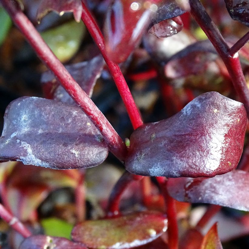 Syysmaksaruoho Chocolate (Lehvistö)