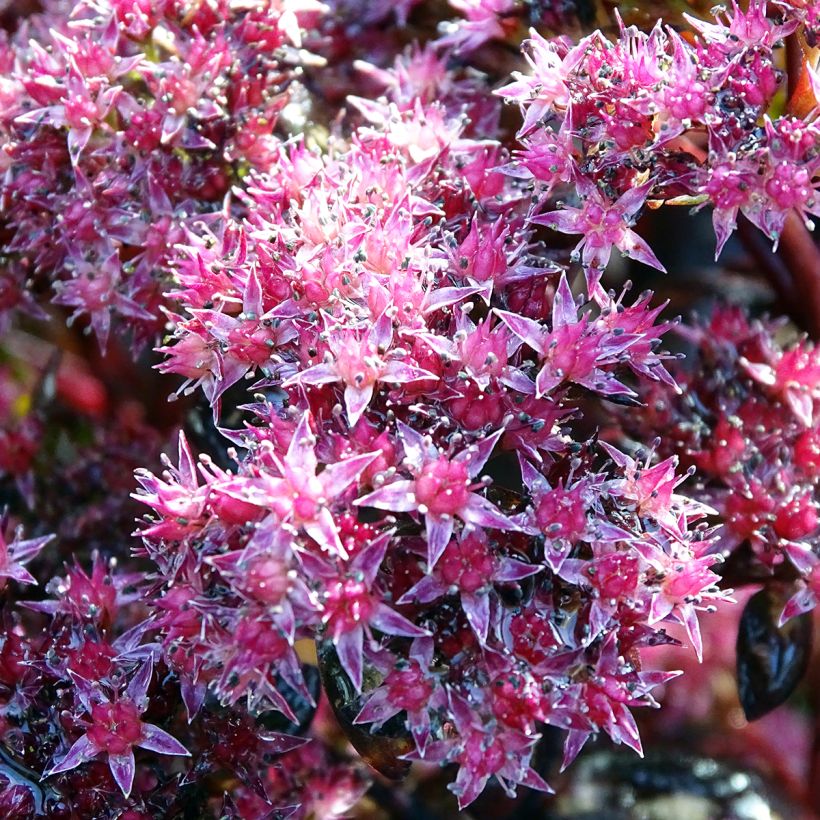 Syysmaksaruoho Chocolate (Kukinta)