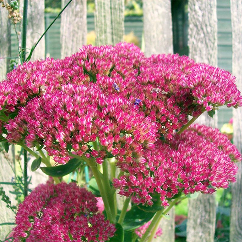 Syysmaksaruoho Herbstfreude = Autumn Joy (Kukinta)