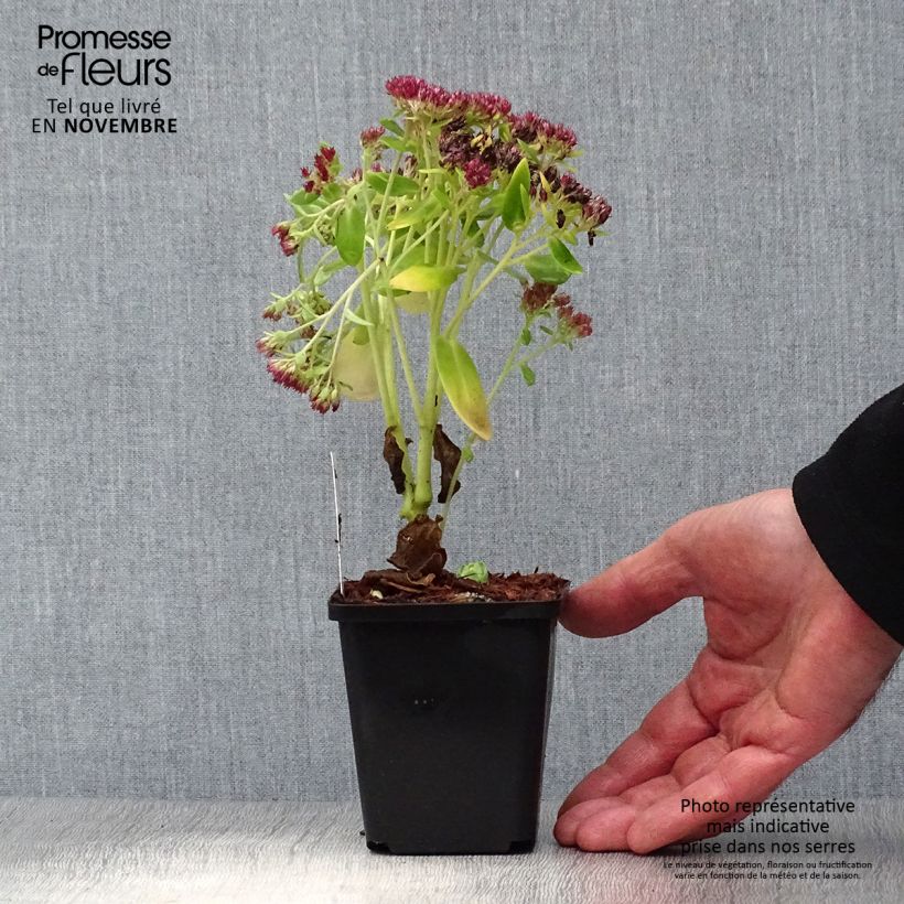 Esimerkki syksyllä toimitetusta Syysmaksaruoho Herbstfreude = Autumn Joy 8/9 cm taimiruukku-taimesta
