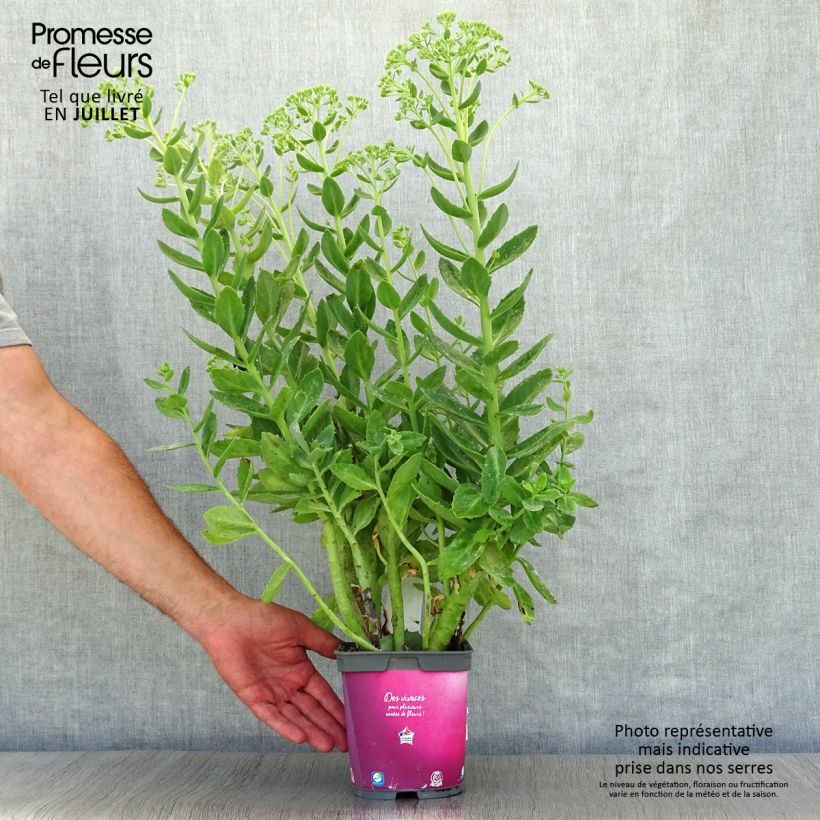 Esimerkki kesällä toimitetusta Syysmaksaruoho Herbstfreude = Autumn Joy Ruukku 2L / 3L-taimesta