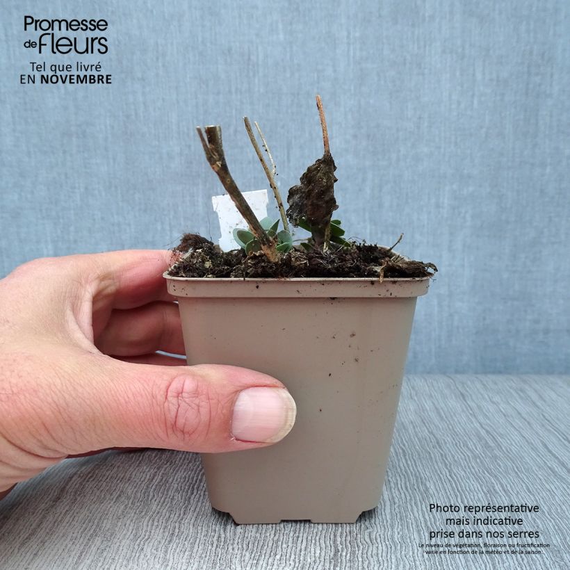 Esimerkki syksyllä toimitetusta Syysmaksaruoho Jose Aubergine 8/9 cm taimiruukku-taimesta
