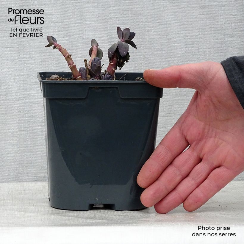 Esimerkki talvella toimitetusta Syysmaksaruoho Jose Aubergine Pot de 2L/3L-taimesta