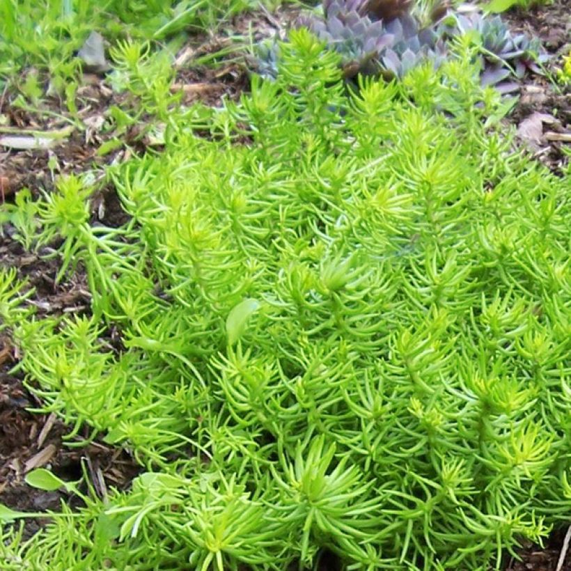 Keltamaksaruoho Lemon Ball (Lehvistö)