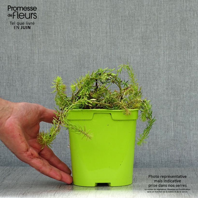 Esimerkki kesällä toimitetusta Keltamaksaruoho Lemon Ball Pot de 2L/3L-taimesta