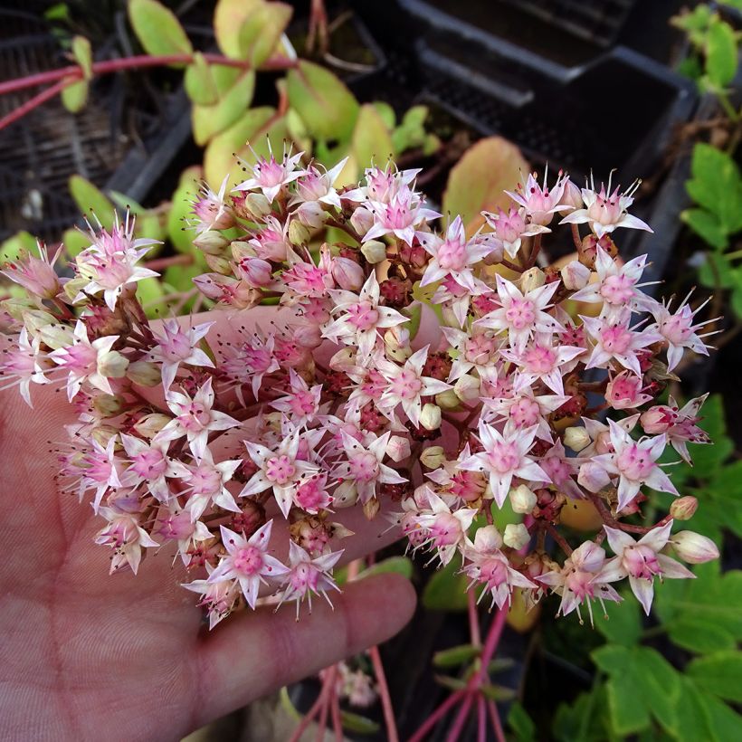 Syysmaksaruoho Matrona (Kukinta)