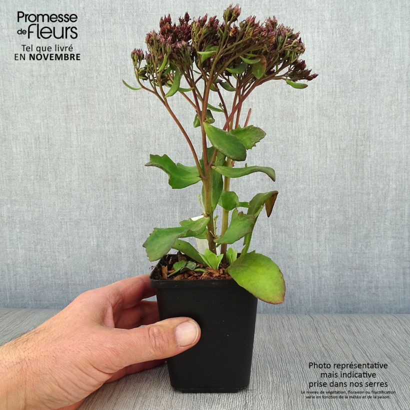 Esimerkki syksyllä toimitetusta Syysmaksaruoho Mr Goodbud 8/9 cm taimiruukku-taimesta